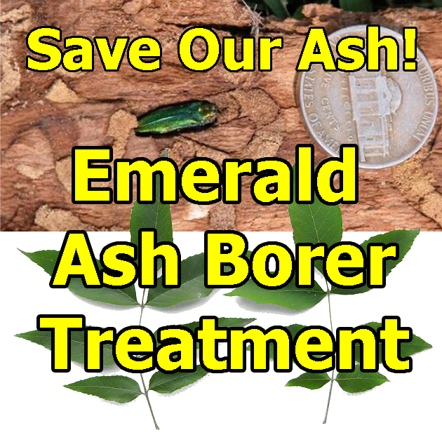 Save My Ash EAB Contact Form  Trees Vermont